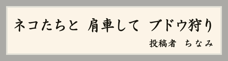 ハットにゃん賞